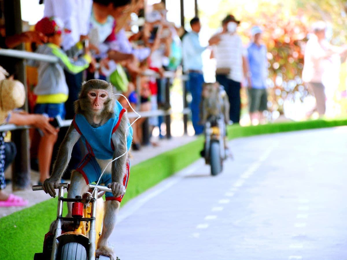 tour đảo hoa lan đảo khỉ nha trang