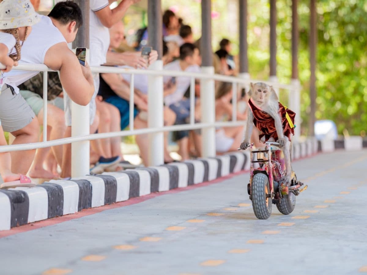 tour đảo hoa lan đảo khỉ nha trang