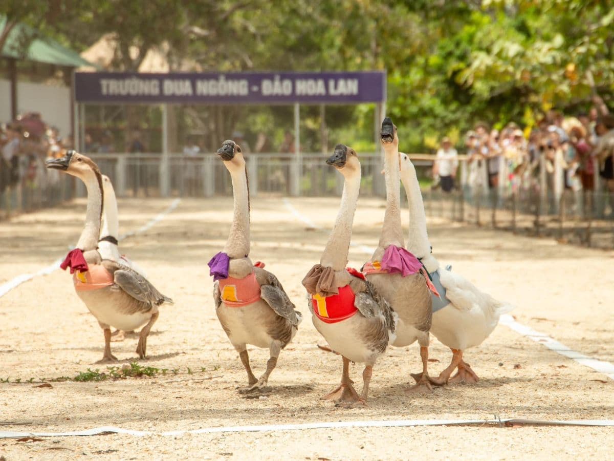 tour đảo hoa lan nha trang