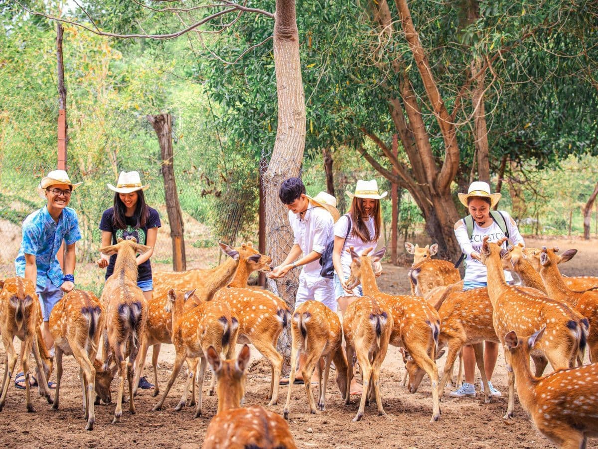 vé đảo hoa lan nha trang