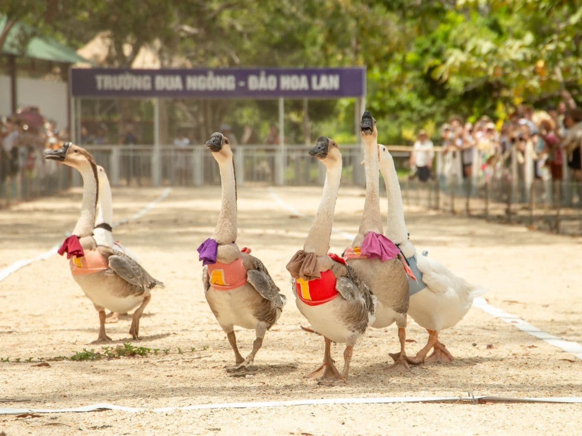vé đảo hoa lan nha trang