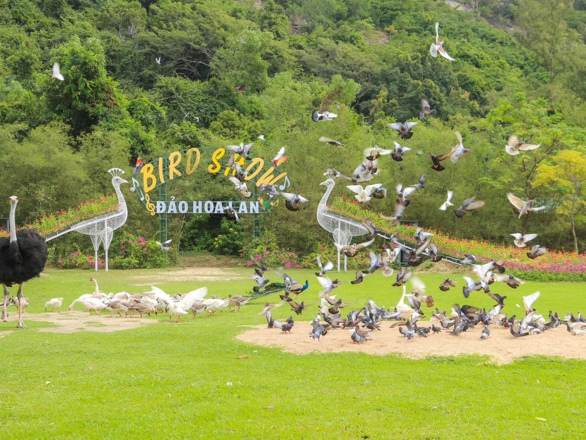 vé đảo hoa lan nha trang