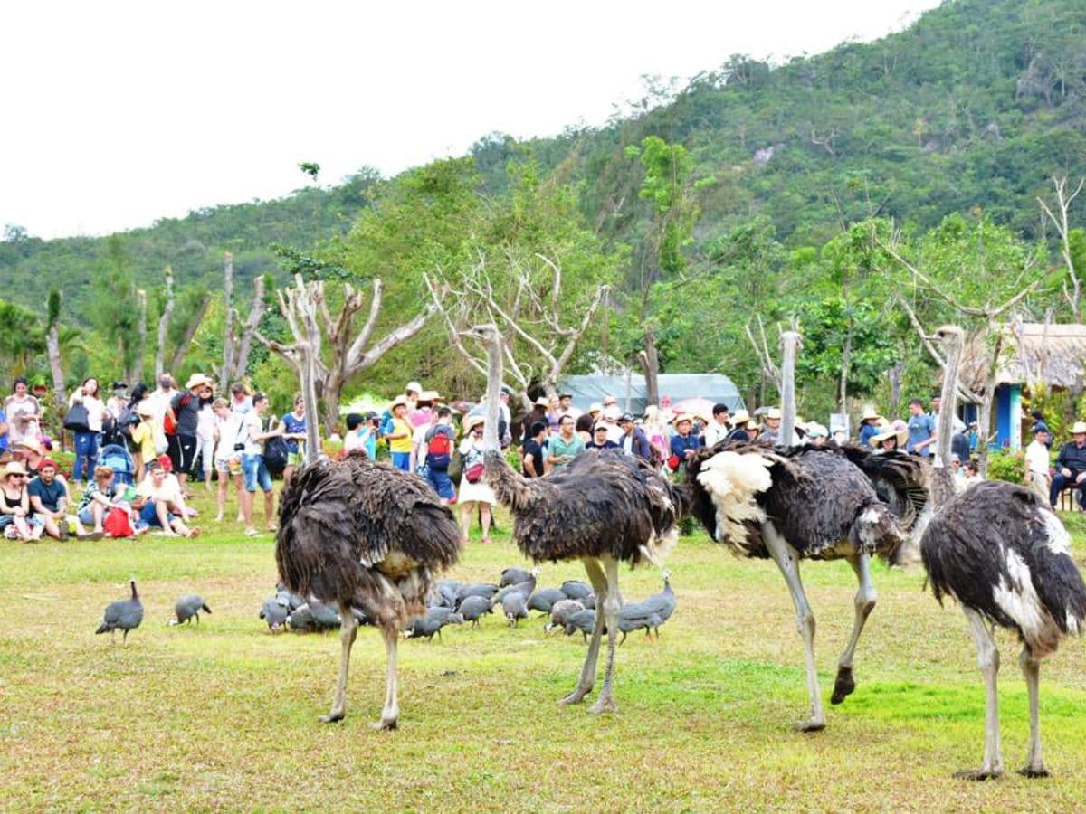 Kinh Nghiệm Du Lịch Đảo Hoa Lan Nha Trang